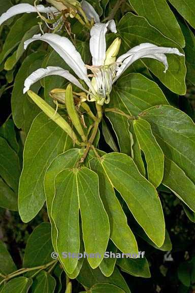 bauhinia forficata 2 graphic